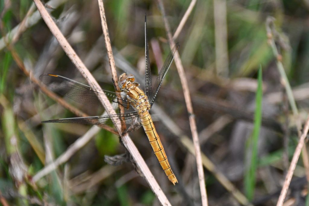 prima richiesta riconoscimento libellula: Orthetrum brunneum